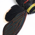 Giant Rainforest Cicada In Box Frame (Tacua speciosa)