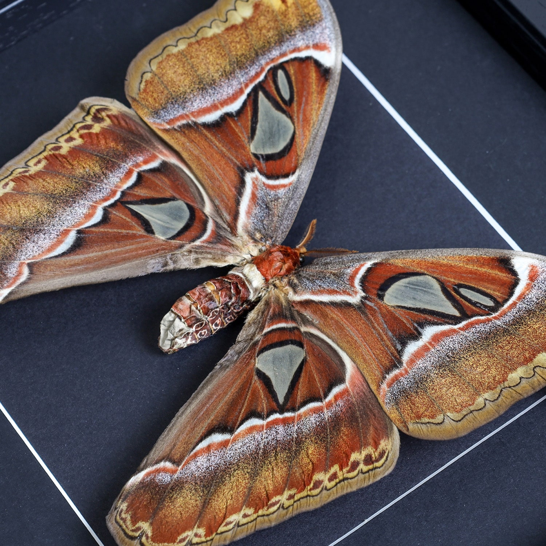 Female Atlas Moth in Baroque Style Box Frame (Attacus atlas) Female Atlas Moth in Baroque Style Box Frame (Attacus atlas)