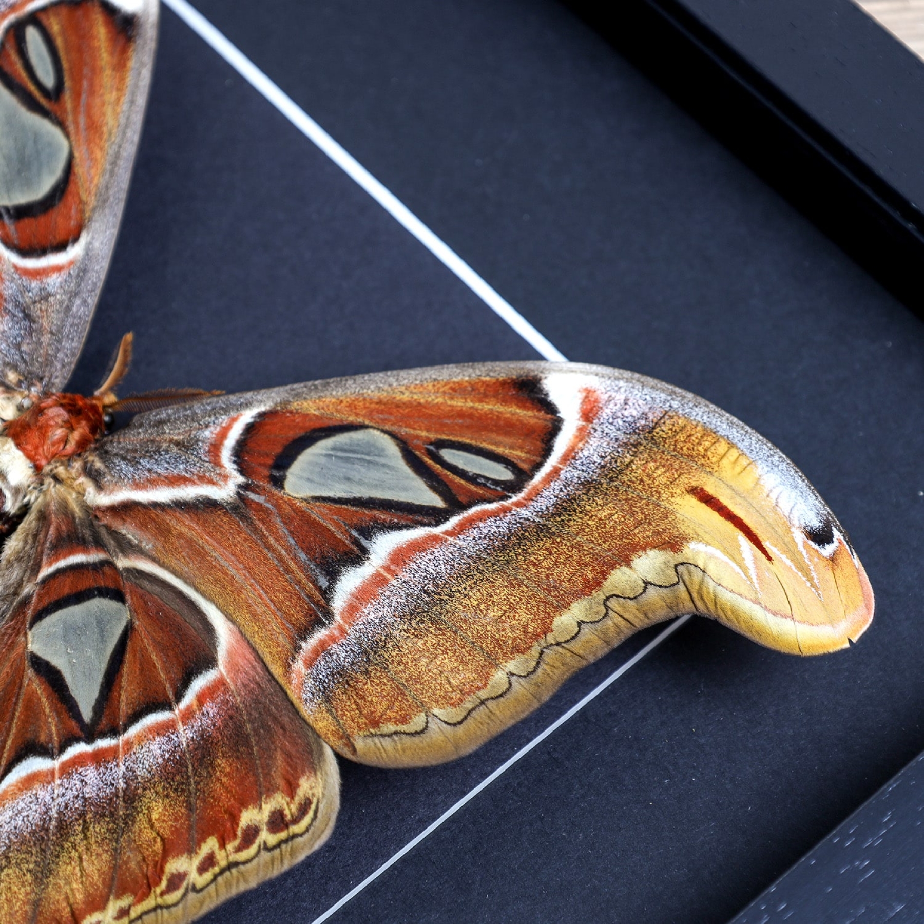 Female Atlas Moth in Baroque Style Box Frame (Attacus atlas) Female Atlas Moth in Baroque Style Box Frame (Attacus atlas)