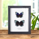 Minibeast Agrias Butterfly Male & Female Pair In Box Frame (Agrias beata beatifica)