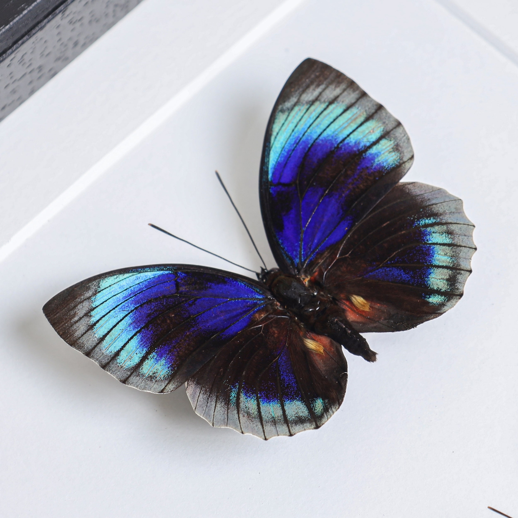 Agrias Butterfly Male & Female Pair In Box Frame (Agrias beata beatifica)