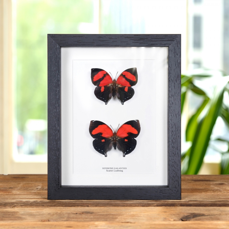 Scarlet Leafwing Butterfly Male & Female Pair In Box Frame (Siderone galanthis)