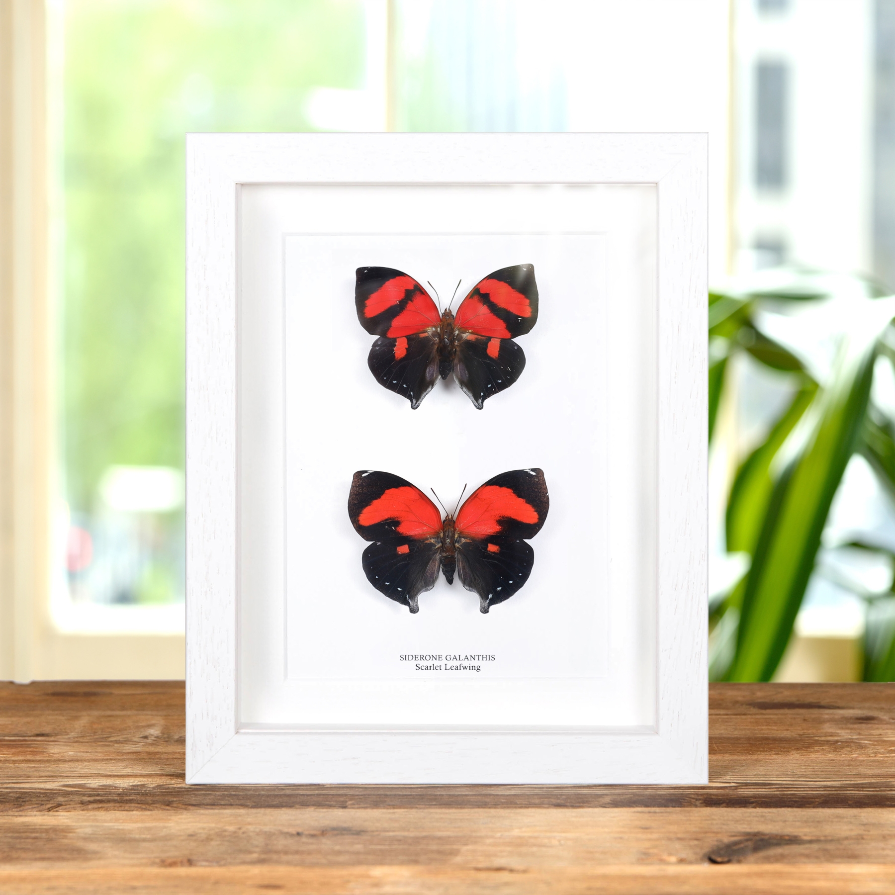 Scarlet Leafwing Butterfly Male & Female Pair In Box Frame (Siderone galanthis)