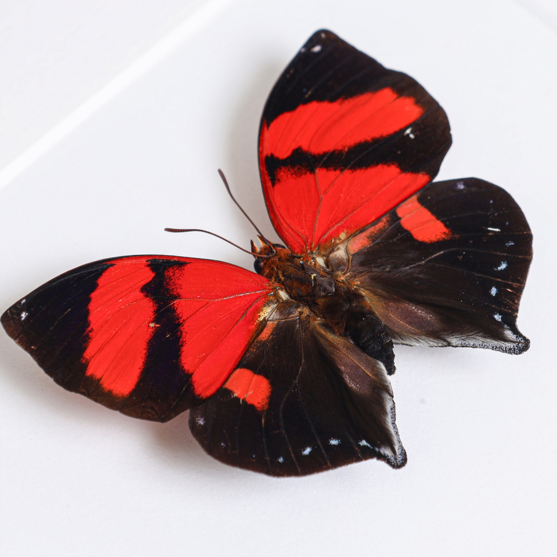 Scarlet Leafwing Butterfly Male & Female Pair In Box Frame (Siderone galanthis)
