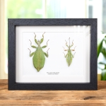 Minibeast Autumn Leaf Insect In Box Frame (Phyllium tobeloense)