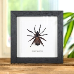 Minibeast Hour Glass Trap Door Spider In Box Frame (Cyclocosmia ricketti)