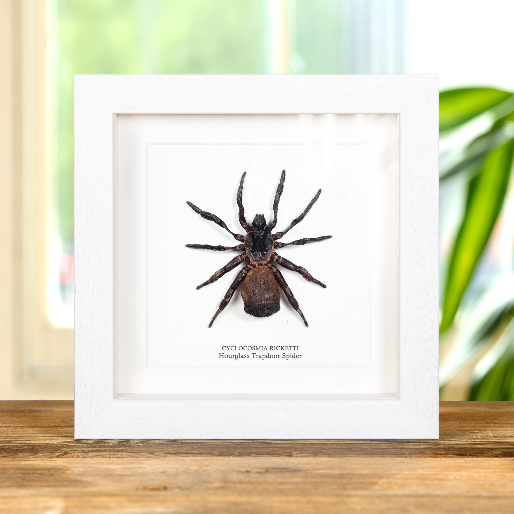 Hour Glass Trap Door Spider In Box Frame (Cyclocosmia ricketti)