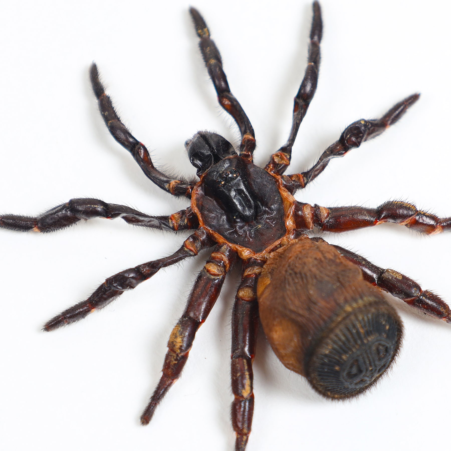 Hour Glass Trap Door Spider In Box Frame (Cyclocosmia ricketti)