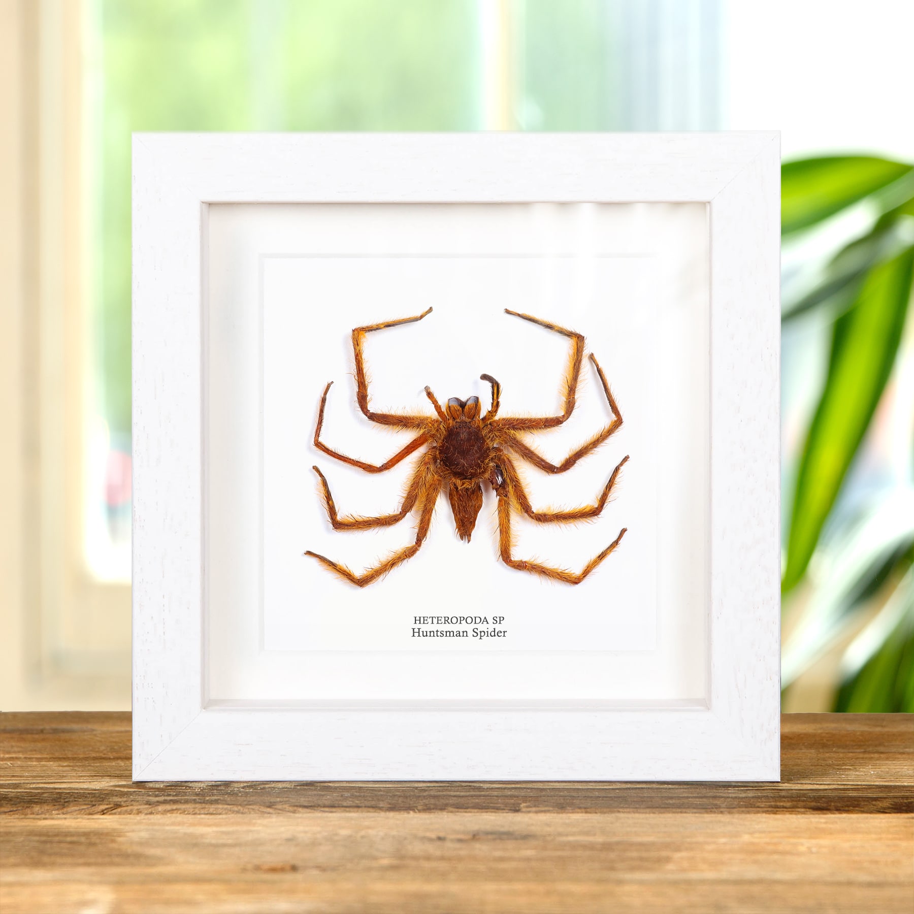Orange Huntsman Spider In Box Frame (Heteropoda sp)