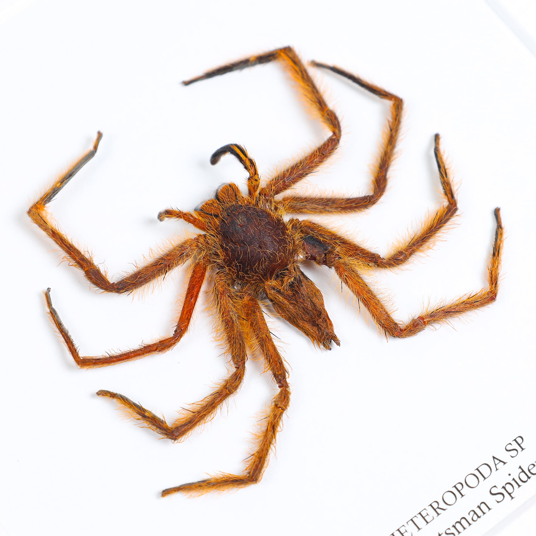 Orange Huntsman Spider In Box Frame (Heteropoda sp)