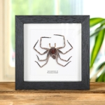 Minibeast Grey Huntsman Spiders In Box Frame (Heteropoda sp)