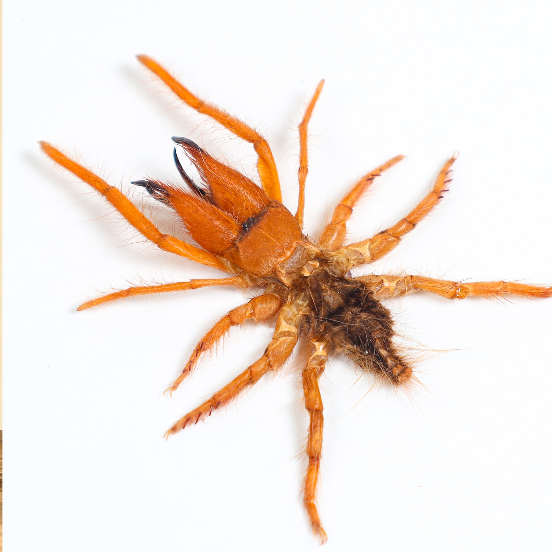 Minibeast Camel Spider In Box Frame (Dinorhax rostrumpsittaci)