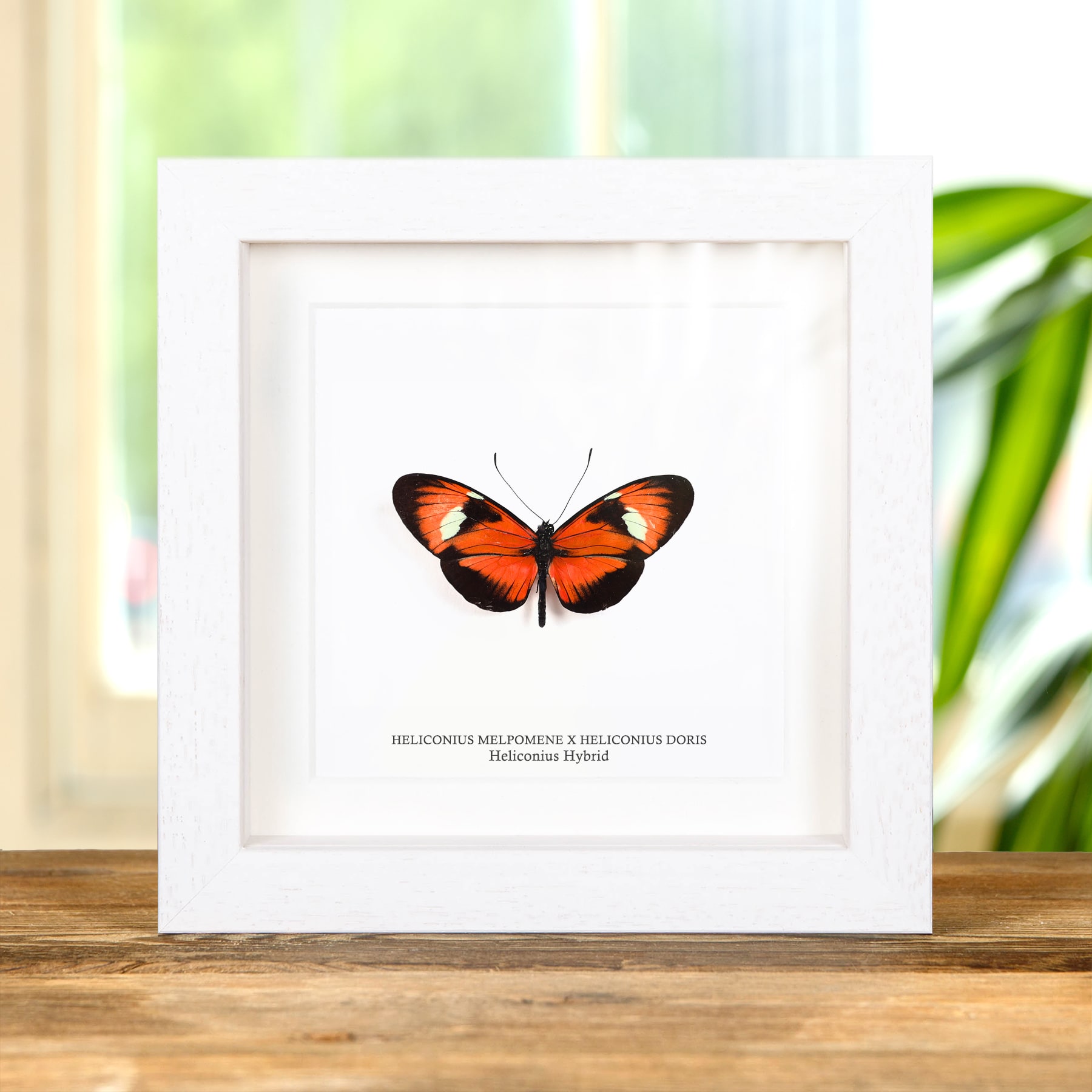 Heliconius Hybrid Butterfly In Box Frame (Heliconius melpomene X Heliconius doris)