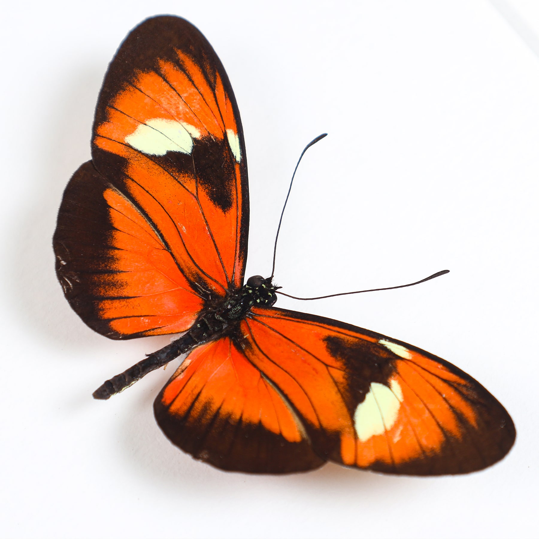 Heliconius Hybrid Butterfly In Box Frame (Heliconius melpomene X Heliconius doris)