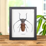Minibeast Imperious Sawyer In Box Frame (Callipogon armillatus)