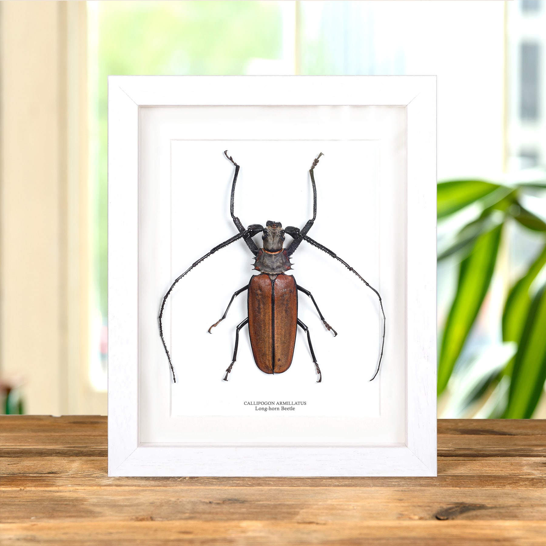 Imperious Sawyer In Box Frame (Callipogon armillatus)