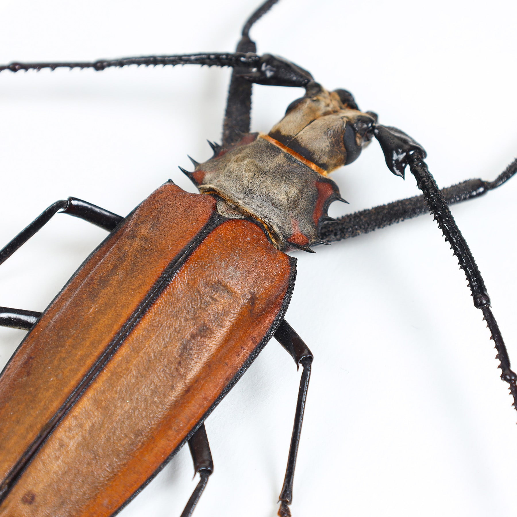 Imperious Sawyer In Box Frame (Callipogon armillatus)