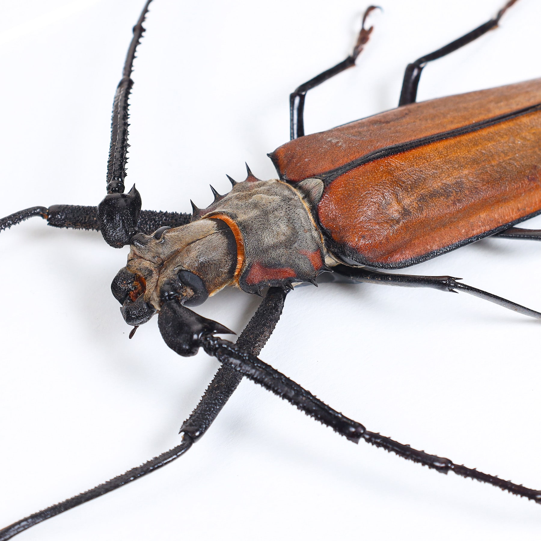 Imperious Sawyer In Box Frame (Callipogon armillatus)