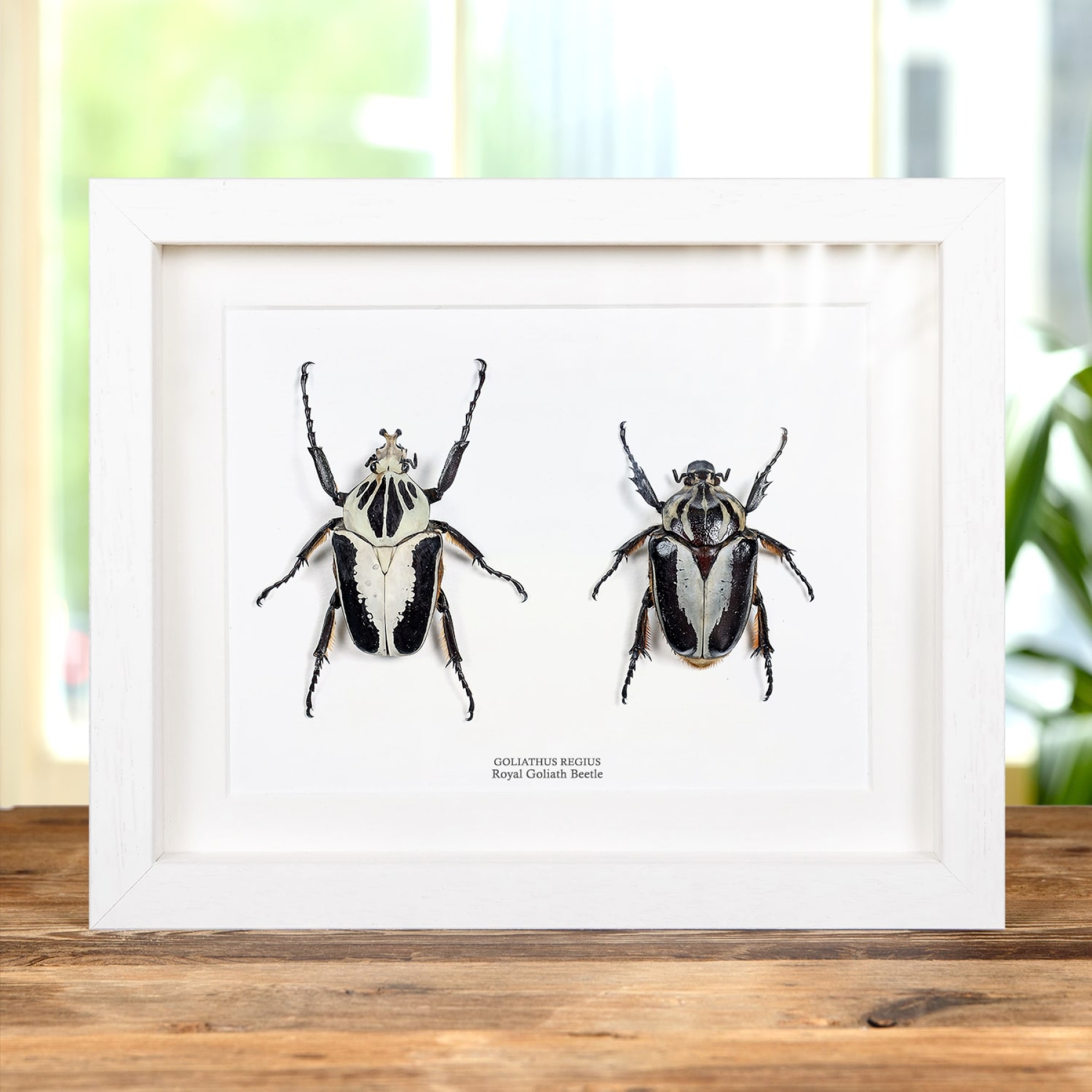 Royalbeetle Insect Royal Goliath Beetle. Male & Female Pair In Box Frame (Goliathus regius)