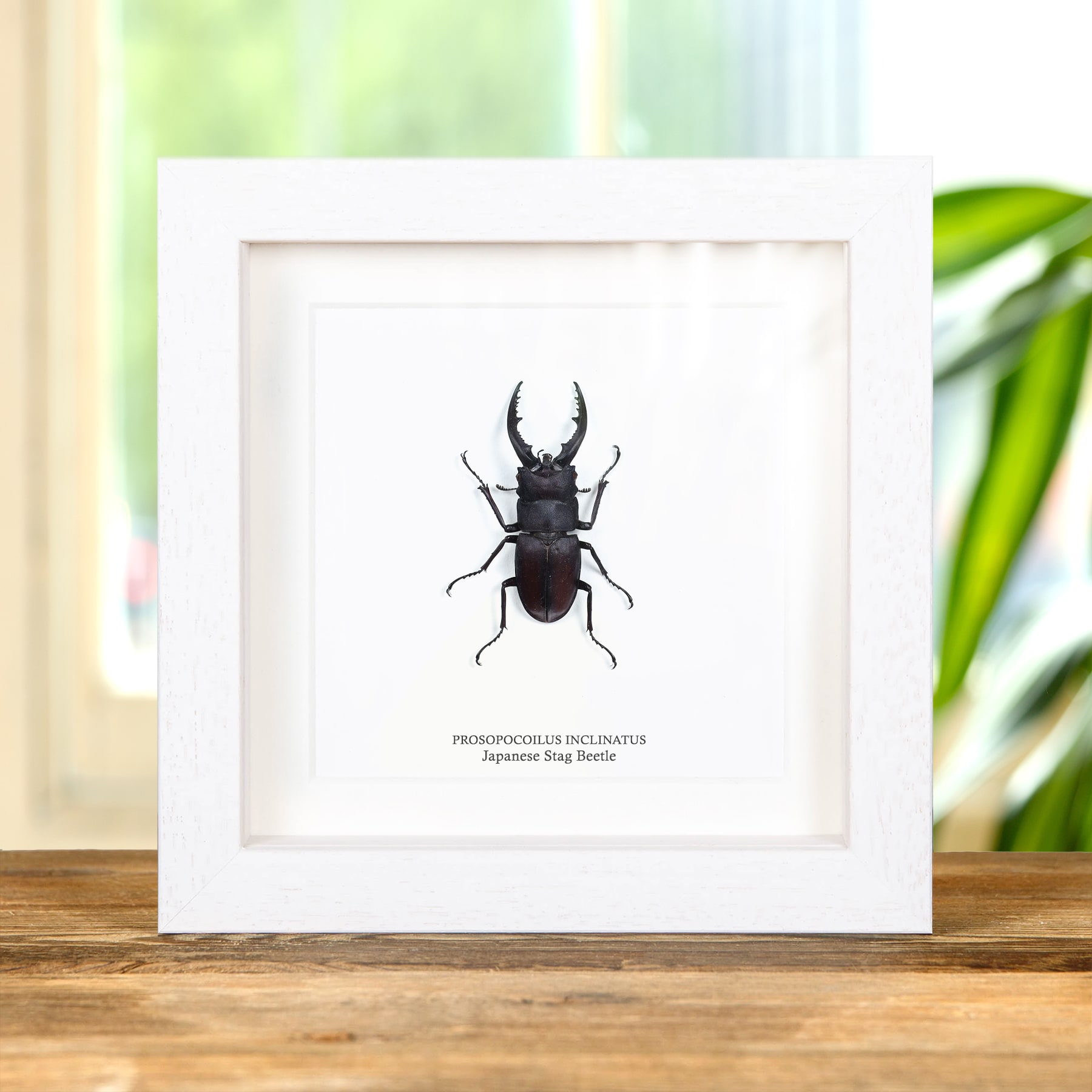 Minibeast Japanese Stag Beetle In Box Frame (Prosopocoilus inclinatus)