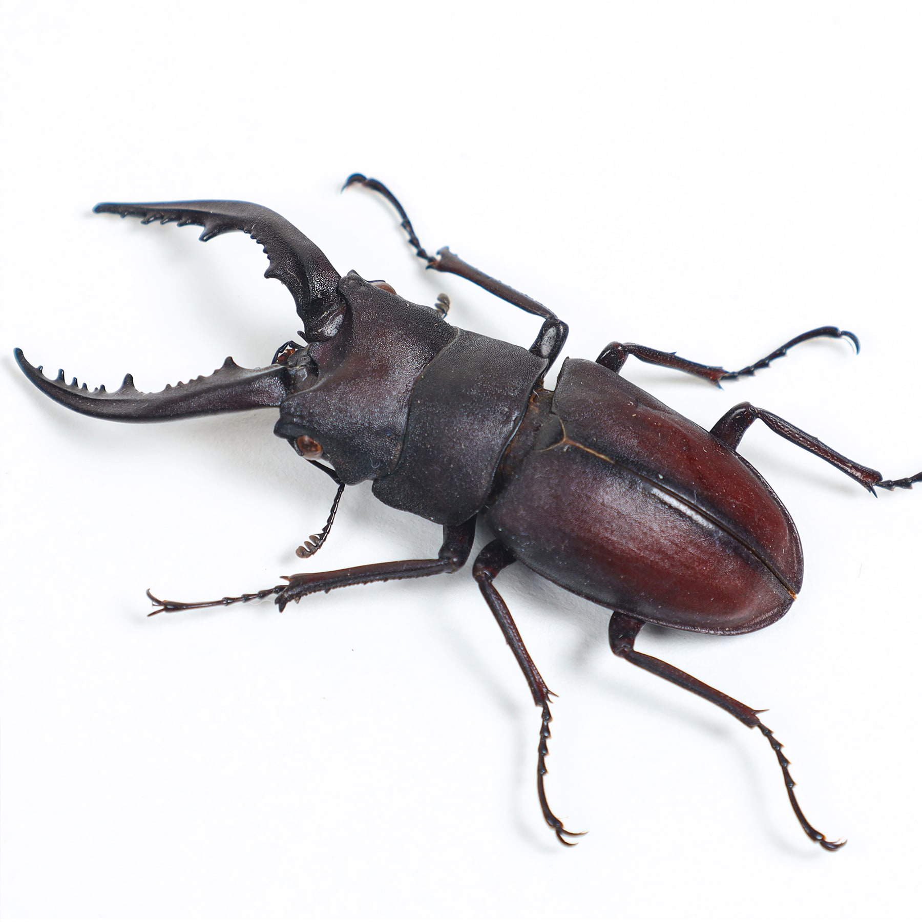 Minibeast Japanese Stag Beetle In Box Frame (Prosopocoilus inclinatus)