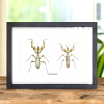 Minibeast Devil's Flower Mantis Male & Female Pair In Box Frame (Idolomantis diabolica)