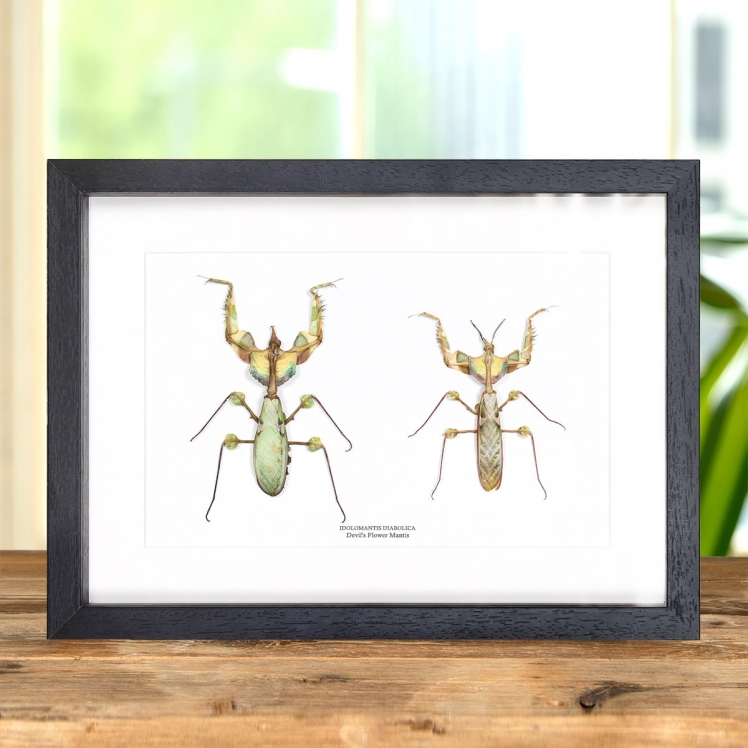 Devil's Flower Mantis Male & Female Pair In Box Frame (Idolomantis diabolica)