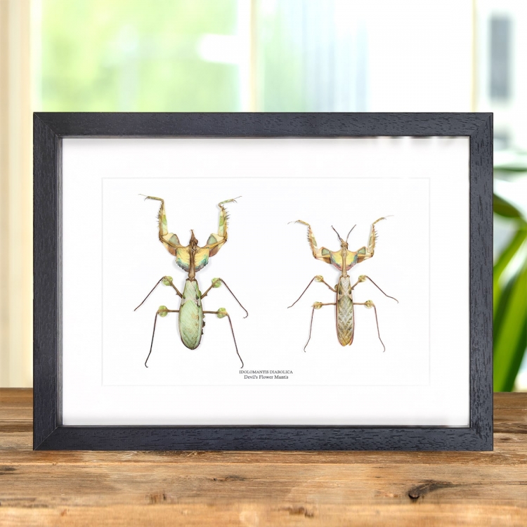 Male & Female Devil's Flower Mantis in Box Frame (Idolomantis diabolica)