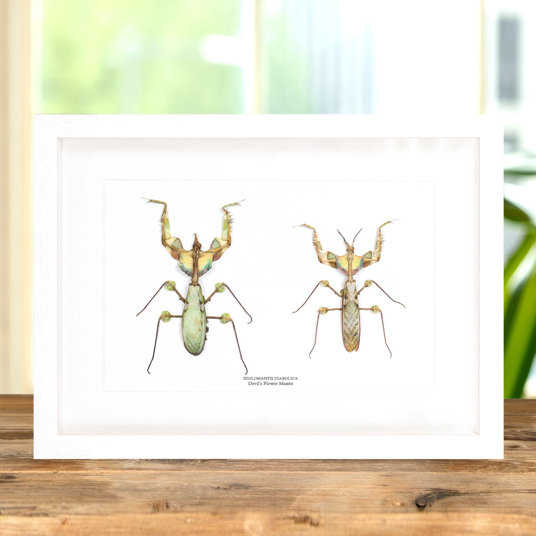 Devil's Flower Mantis Male & Female Pair In Box Frame (Idolomantis diabolica)