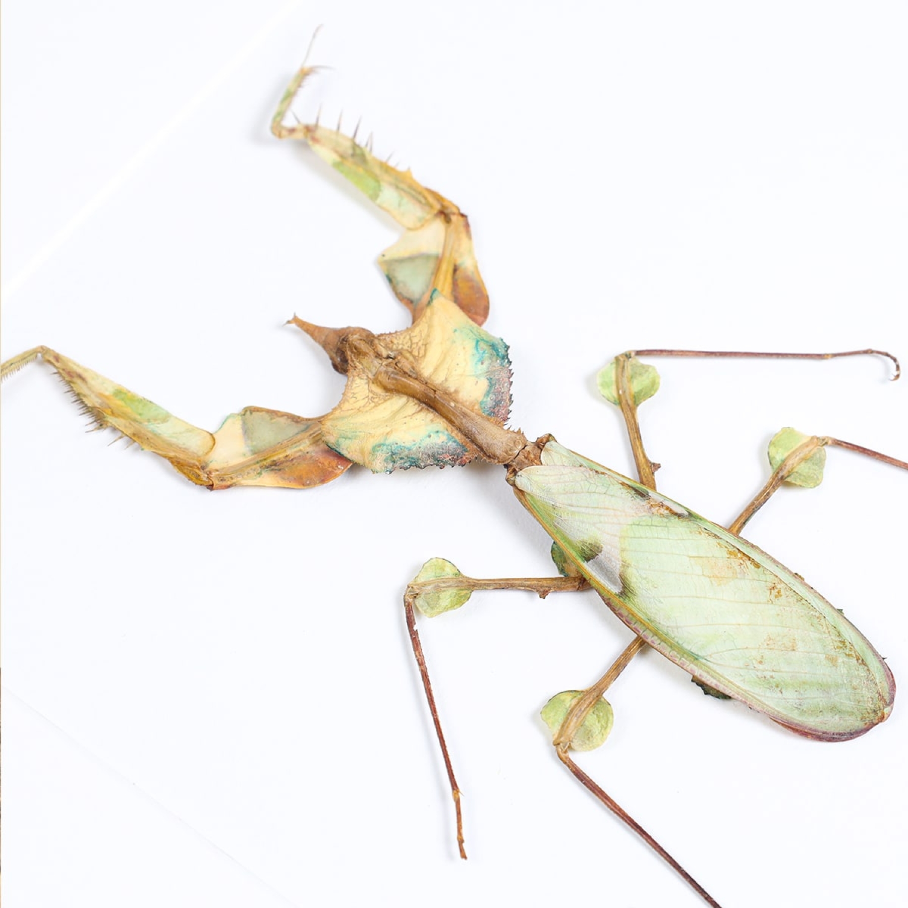 Devil's Flower Mantis Male & Female Pair In Box Frame (Idolomantis diabolica)
