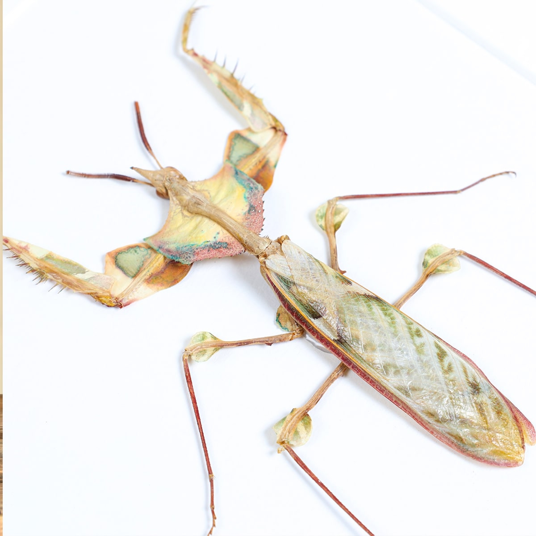 Devil's Flower Mantis Male & Female Pair In Box Frame (Idolomantis diabolica)