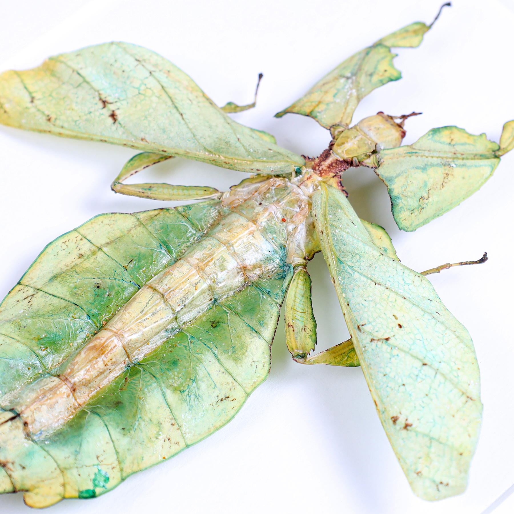 Giant Leaf Insect with Wings Spread In Box Frame (Phyllium giganteum)