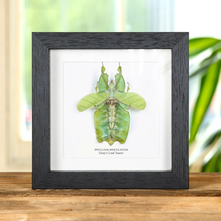 Gray's Leaf Insect with Wings Spread In Box Frame (Phyllium bioculatum)