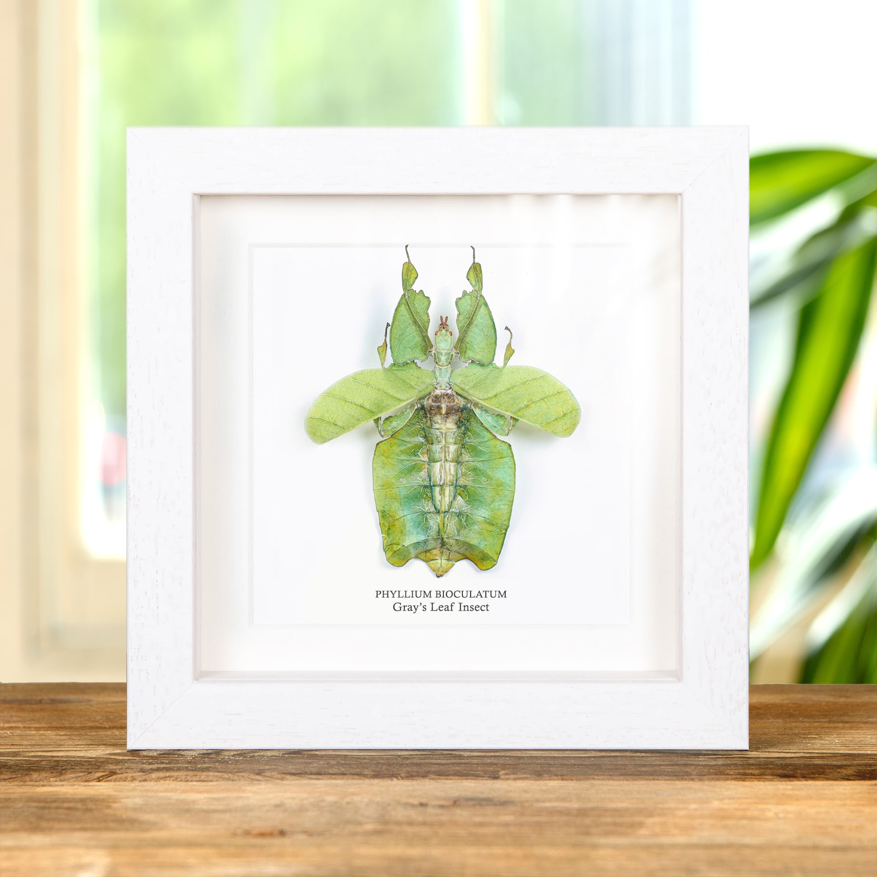Minibeast Gray's Leaf Insect with Wings Spread In Box Frame (Phyllium bioculatum)