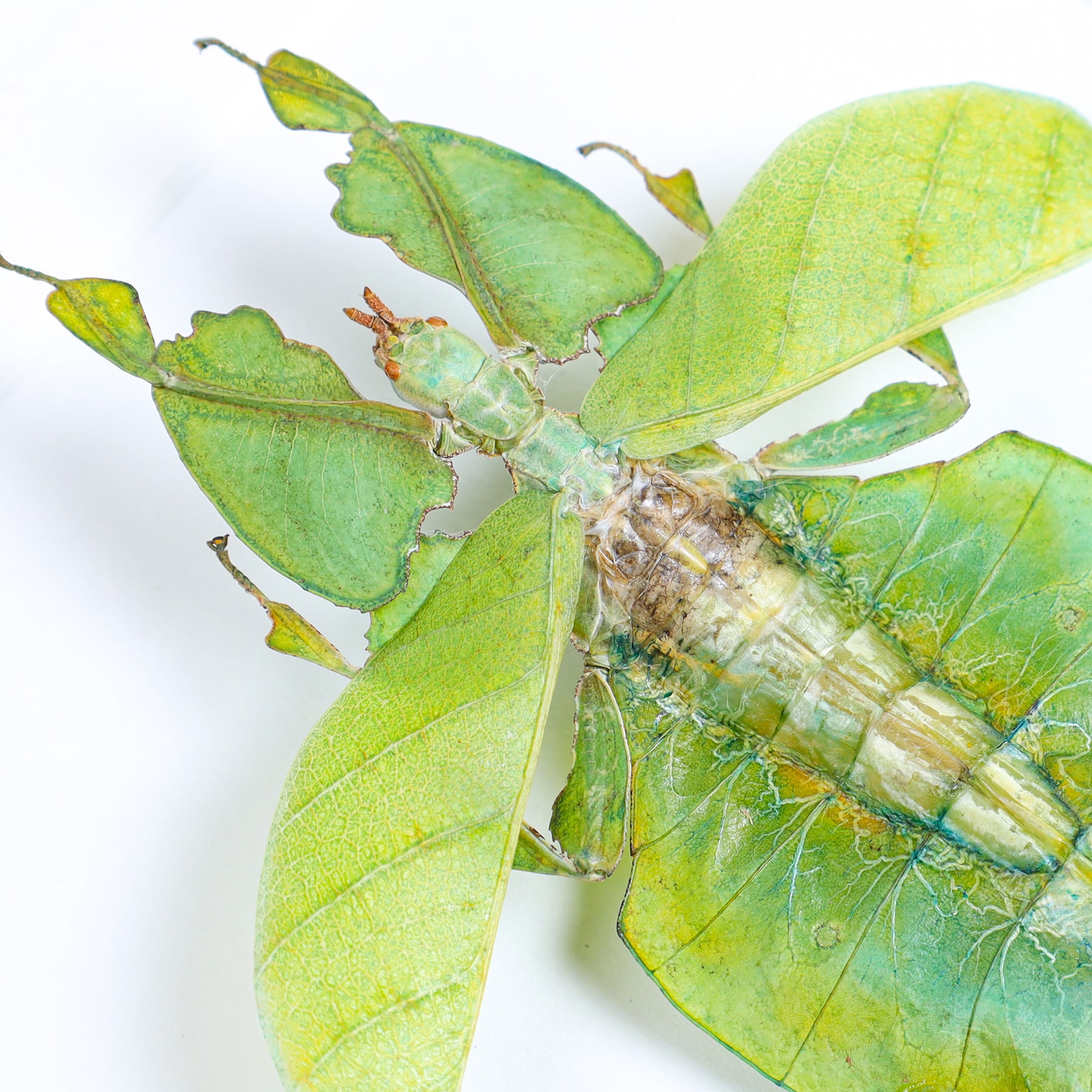 Minibeast Gray's Leaf Insect with Wings Spread In Box Frame (Phyllium bioculatum)