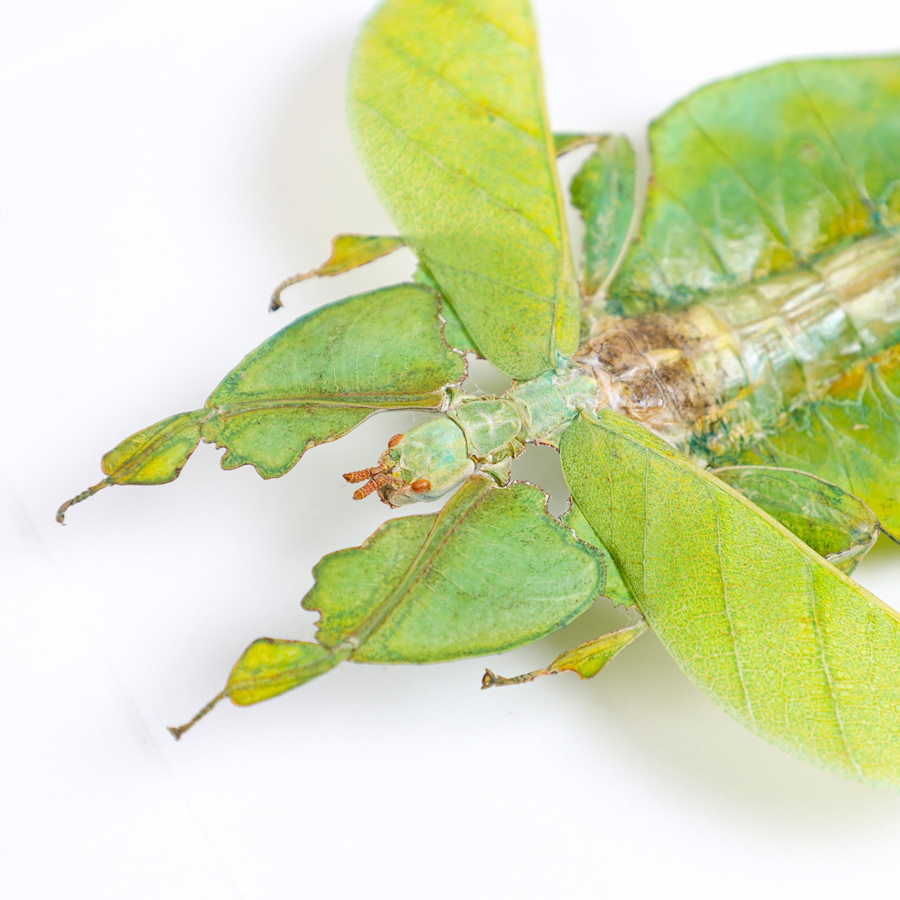 Minibeast Gray's Leaf Insect with Wings Spread In Box Frame (Phyllium bioculatum)