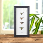 Minibeast Pamir Bee Hawkmoth Quartet In Box Frame (Hemaris sp)