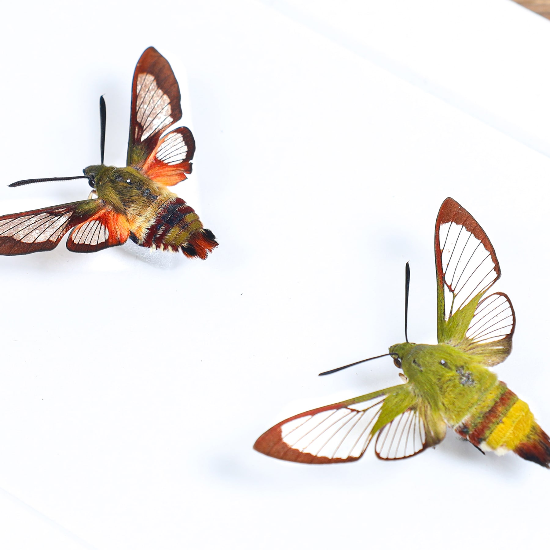 Pamir Bee Hawkmoth Quartet In Box Frame (Hemaris sp)