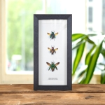 Minibeast Jewel Beetle Trio In Box Frame (Chrysochroa aurora, Cyphogastra javanica & calepyga)