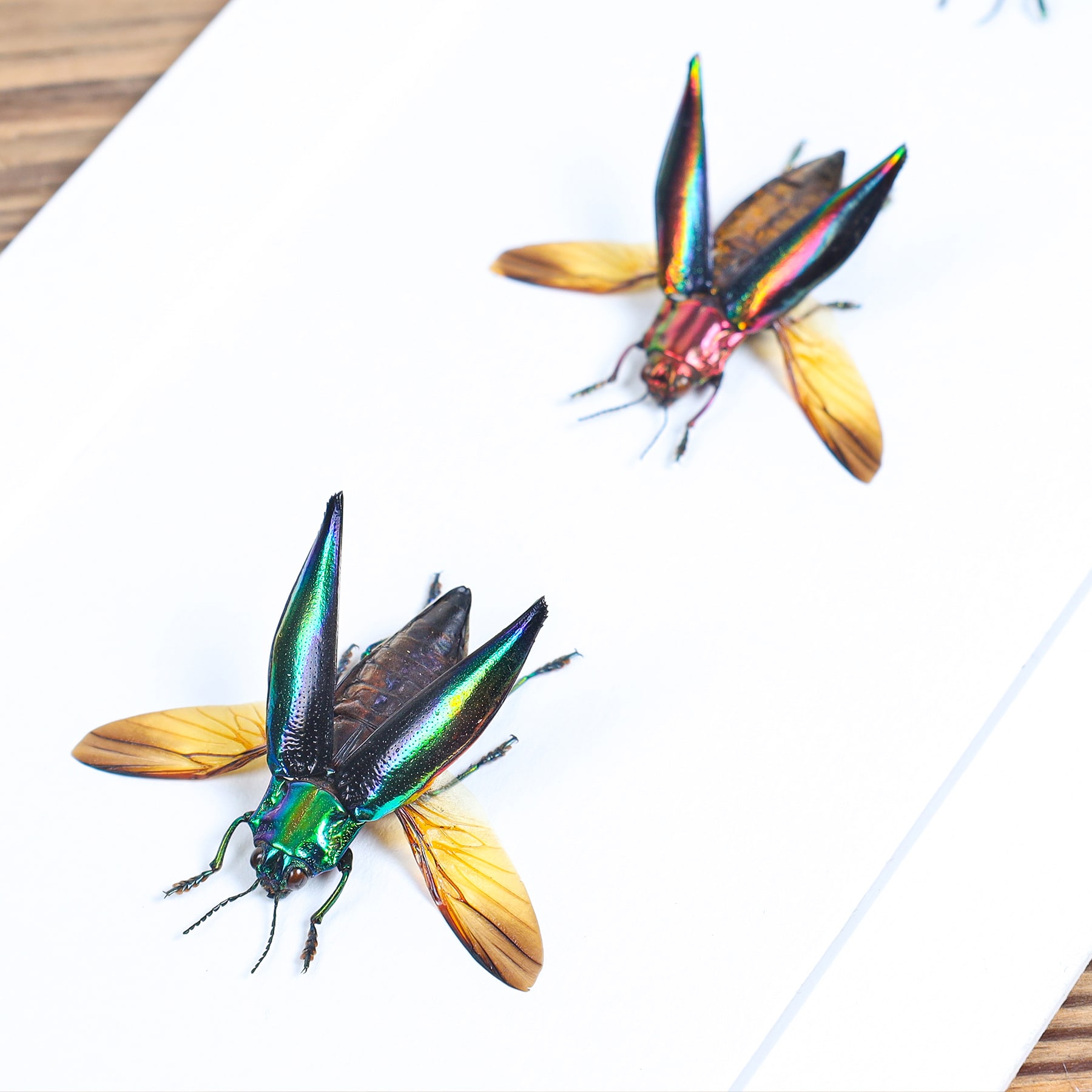 Jewel Beetle Trio In Box Frame (Chrysochroa aurora, Cyphogastra javanica & calepyga) Jewel Beetle Trio In Box Frame (Chrysochroa aurora, Cyphogastra javanica & calepyga)