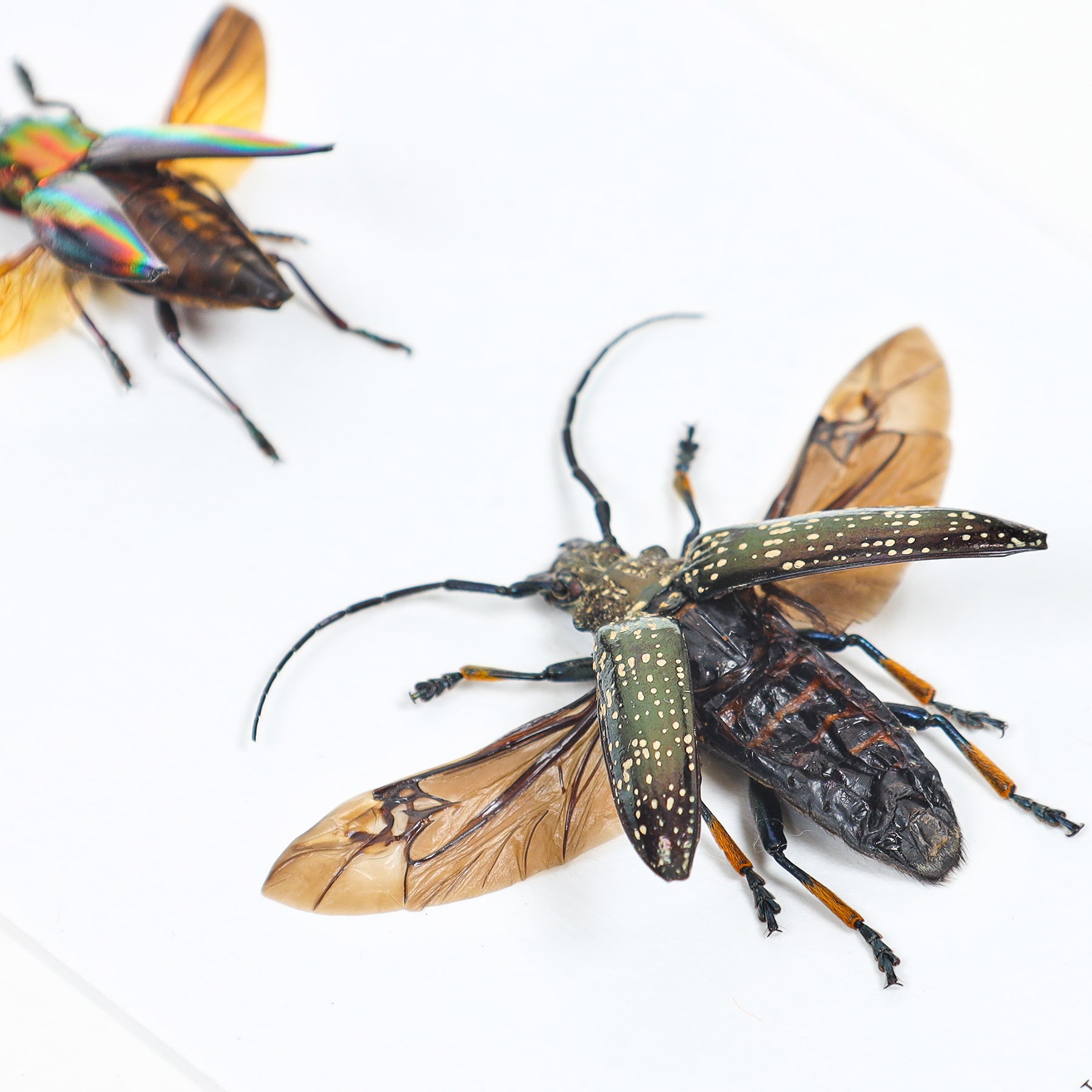 Mixed Beetle Quartet In Box Frame (Sphingnotus dunningi, Sulawesiella rafaelae, Cyphogastra javanica, Platycorynus chapanus) Mixed Beetle Quartet In Box Frame (Sphingnotus dunningi, Sulawesiella rafaelae, Cyphogastra javanica, Platycorynus chapanus)