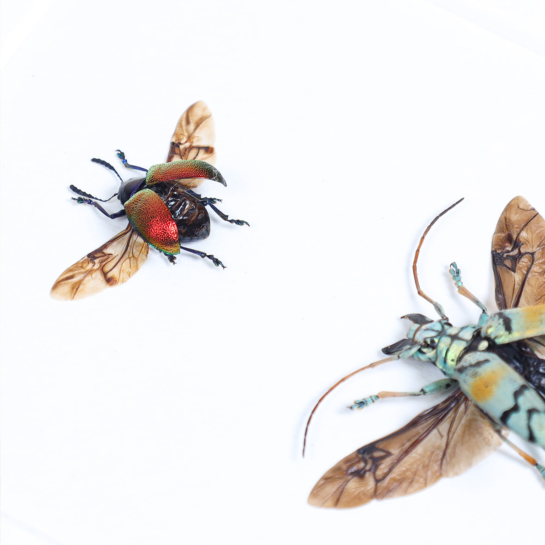 Mixed Beetle Quartet In Box Frame (Sphingnotus dunningi, Sulawesiella rafaelae, Cyphogastra javanica, Platycorynus chapanus) Mixed Beetle Quartet In Box Frame (Sphingnotus dunningi, Sulawesiella rafaelae, Cyphogastra javanica, Platycorynus chapanus)