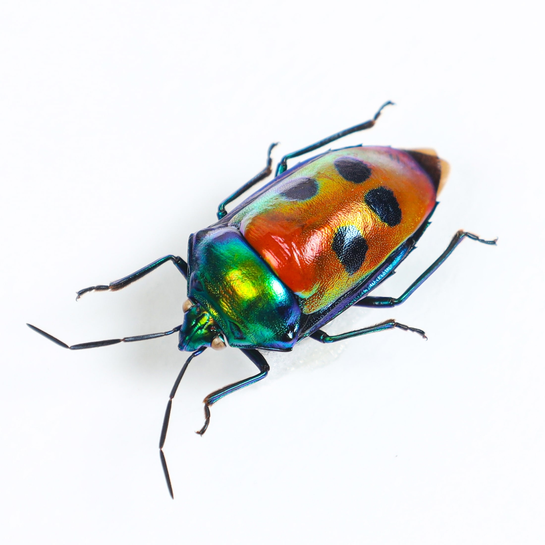 Jewel Man Face Bug In Box Frame (Calliphara caesar)