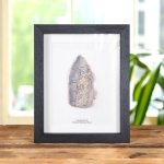 Minibeast Polished Dinosaur Bone Slice In Box Frame (Theropoda sp)