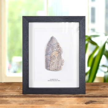 Polished Dinosaur Bone Slice In Box Frame (Theropoda sp)