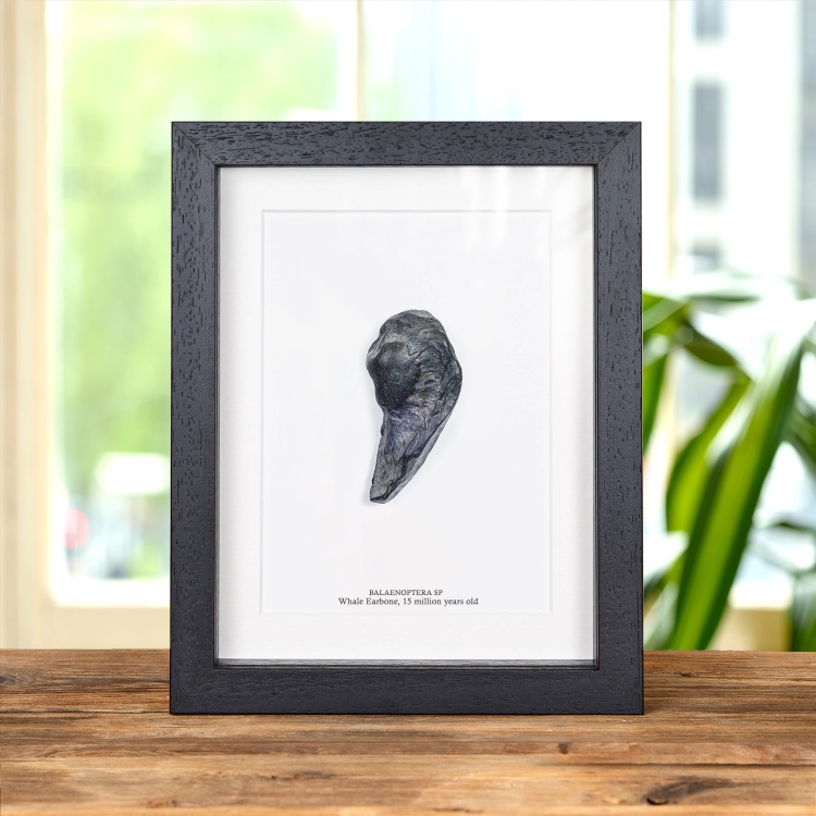 Fossilised Whale Earbone Fossil In Box Frame (Balaenoptera sp)