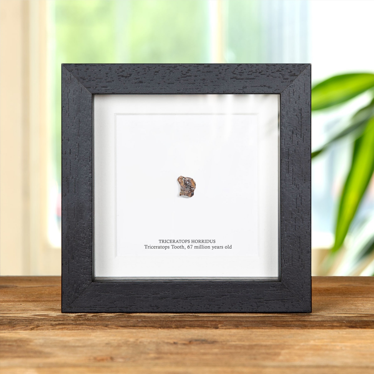 Minibeast Triceratops Tooth Fossil In Box Frame (Triceratops horridus)