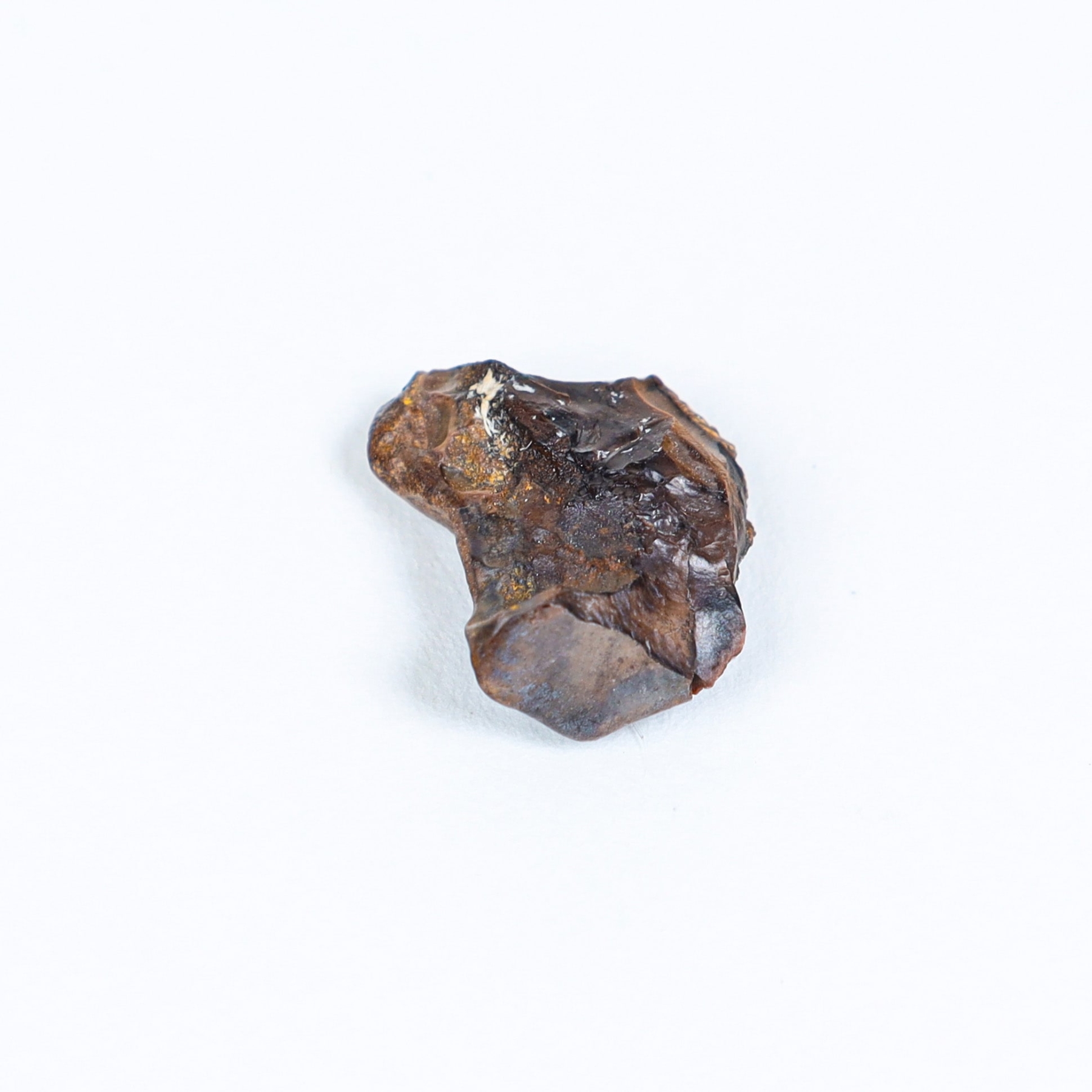 Triceratops Tooth Fossil In Box Frame (Triceratops horridus) Triceratops Tooth Fossil In Box Frame (Triceratops horridus)