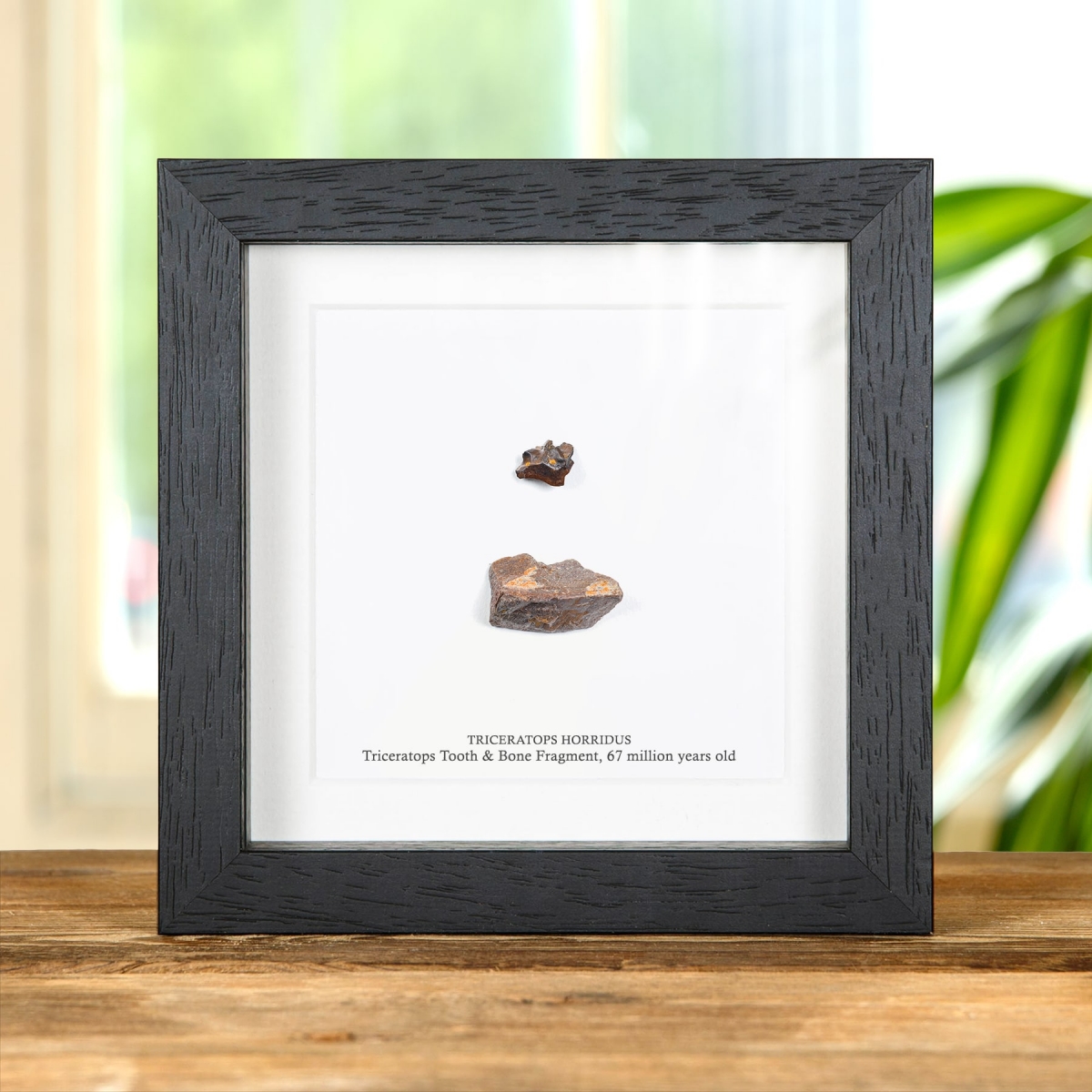 Minibeast Triceratops Tooth & Bone Fragment Fossil In Box Frame (Triceratops horridus)