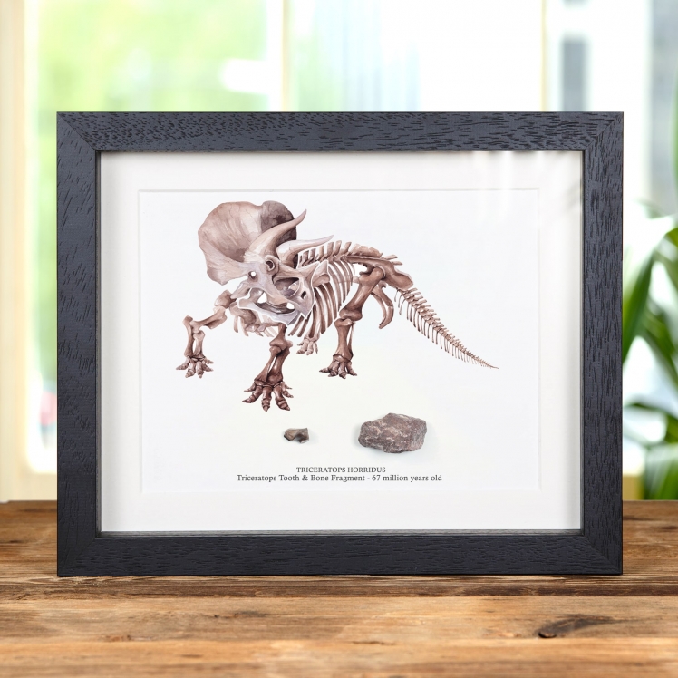 Triceratops Tooth & Bone Fragment with Illustration In Box Frame (Triceratops horridus) Triceratops Tooth & Bone Fragment with Illustration In Box Frame (Triceratops horridus)
